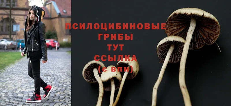 Галлюциногенные грибы Psilocybe  ссылка на мегу сайт  Подольск  хочу наркоту 